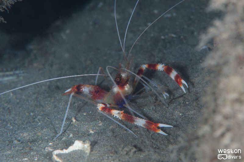 Blue Heron Bridge - A banded coral shrimps walks in the sand