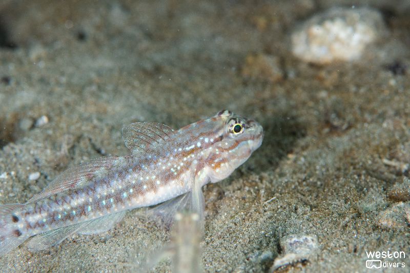 Blue Heron Bridge - Lots of species can be found on the sand in this site