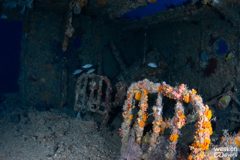 Lowrance - Ruble covered by colorful soft coral