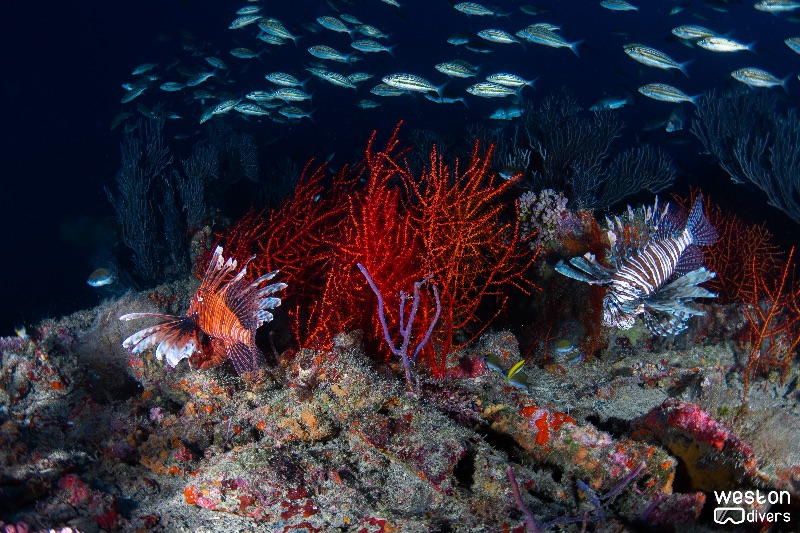 Lowrance - Colorful coral, lion fish and schools of fish can be found on this wreck
