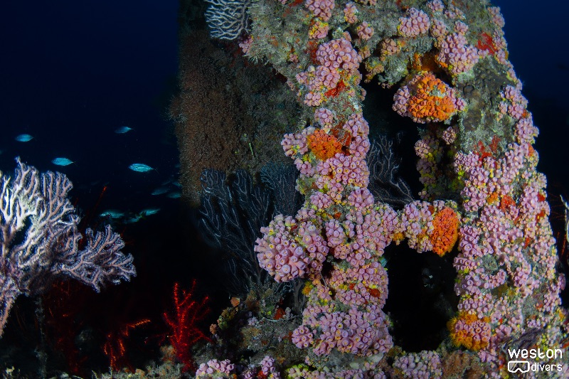 Lowrance - Colorful soft coral cover part of the structure