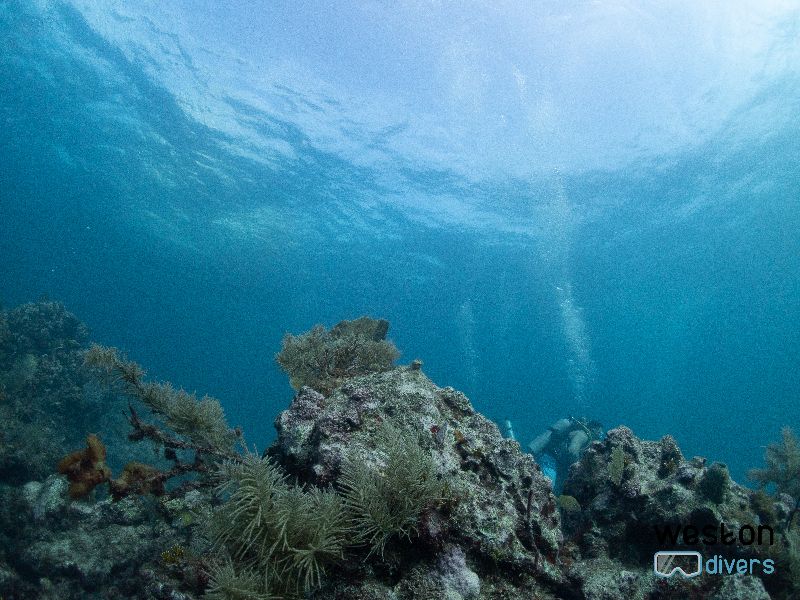 French Reef - Visibility is always very good in this site