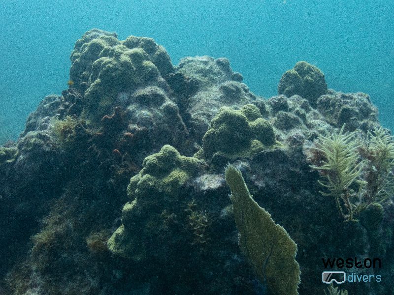 French Reef - Coral formations may rise to just a few feet under water