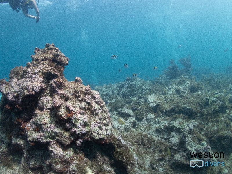 French Reef - Depth are mild which makes this a great site for novice divers
