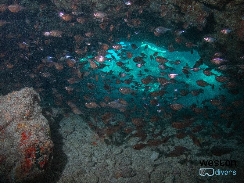 French Reef - There are several cave type swims through in this site