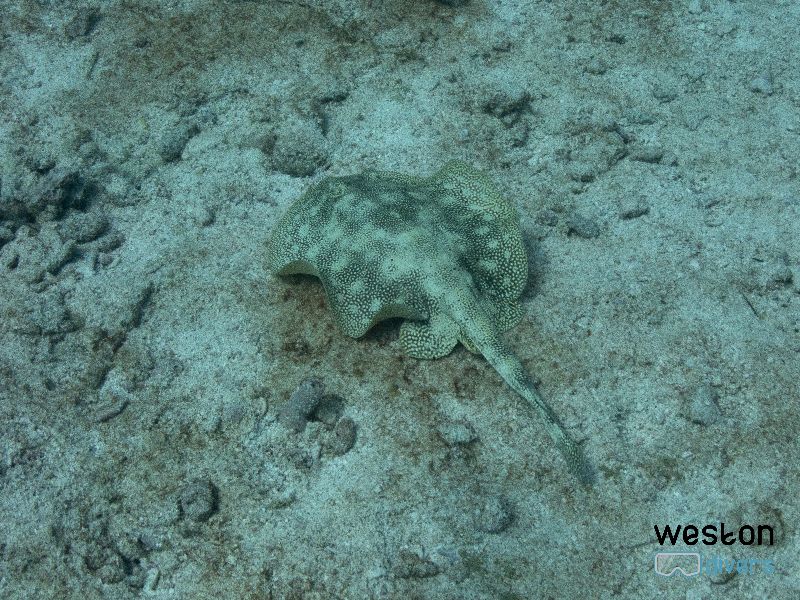 French Reef - A yellow stingray swims close to the sand