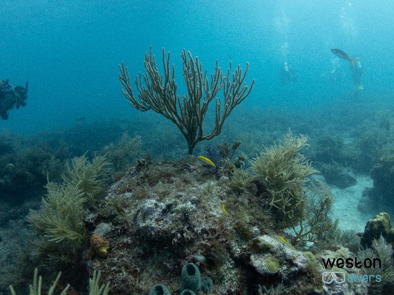 French Reef - Soft corals wave with the current