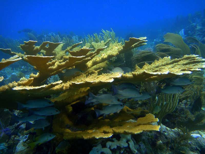 Elbow - Elkhorn corals grow in very shallow waters