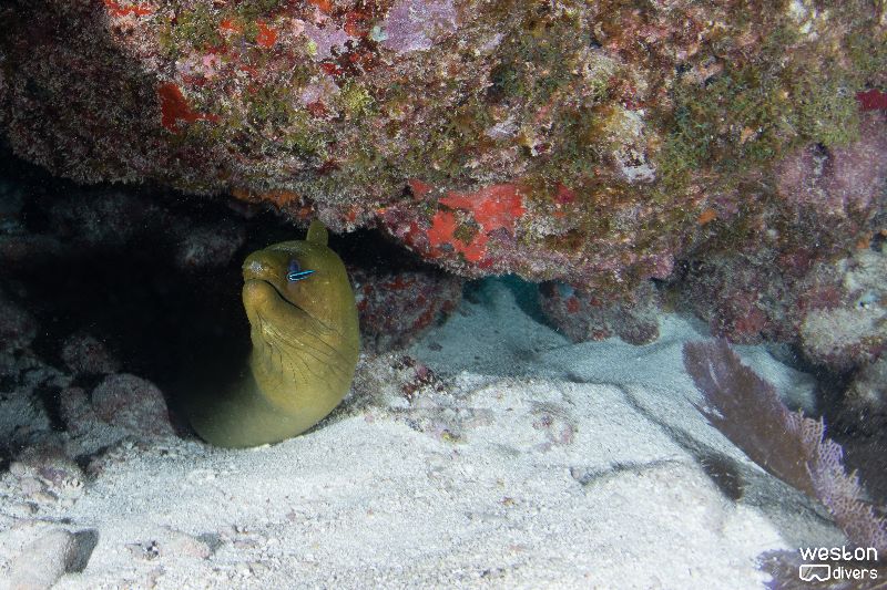 Northern Dry Rocks - A moray eel rests under the a ledge