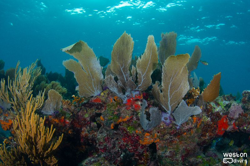 Northern Dry Rocks - A huge variety of hard and soft corals call this site home