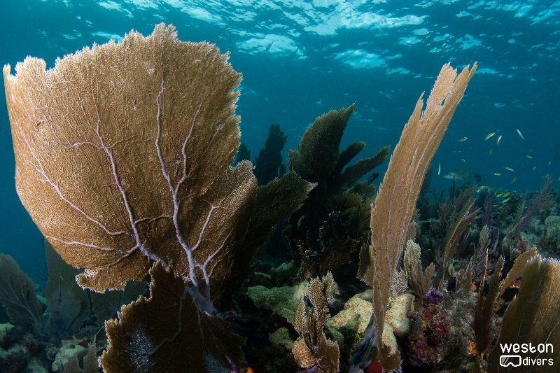 Northern Dry Rocks - Fan corals dance with the surge