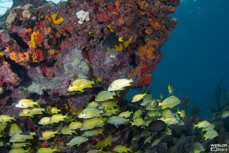 Northern Dry Rocks - A school of grunts pose for the picture