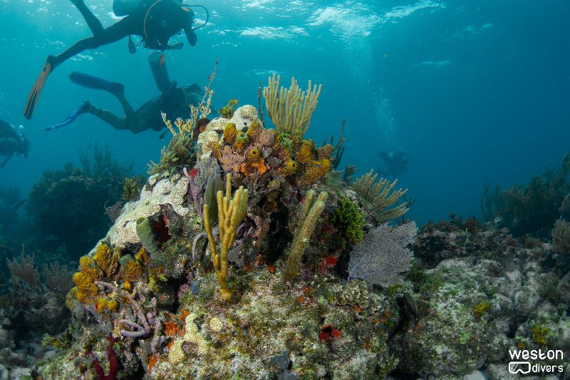 Northern Dry Rocks - Divers explore this shallow site