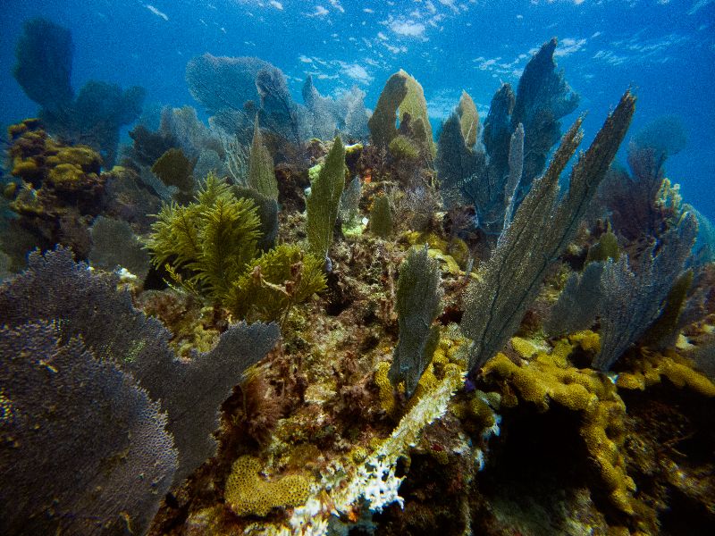 Christ of the Abyss and Grecian Rocks - Coral growth are everywhere in this site