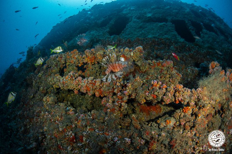 Skycliffe - Lionfish are very common in this wreck