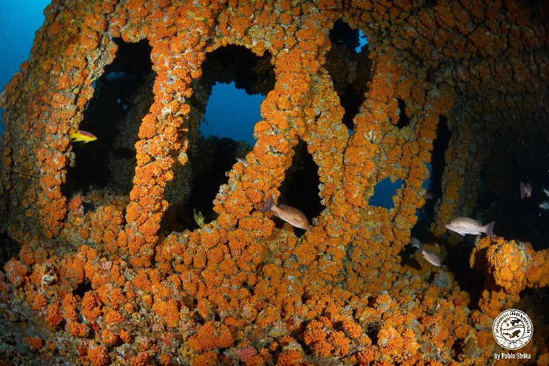 Skycliffe - Most of the wreck has been colonized by corals