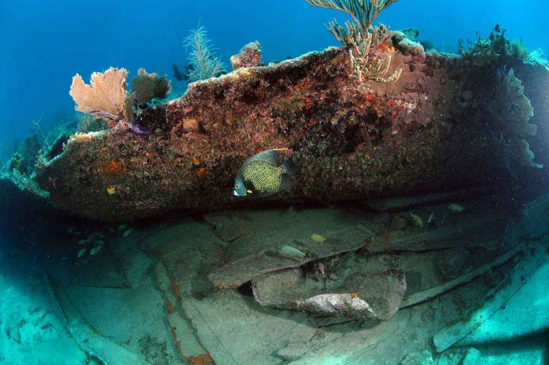 Benwood - Marine life is very abundant in this site