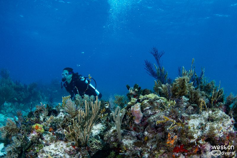 Sand Island - A diver explores the shallow reef