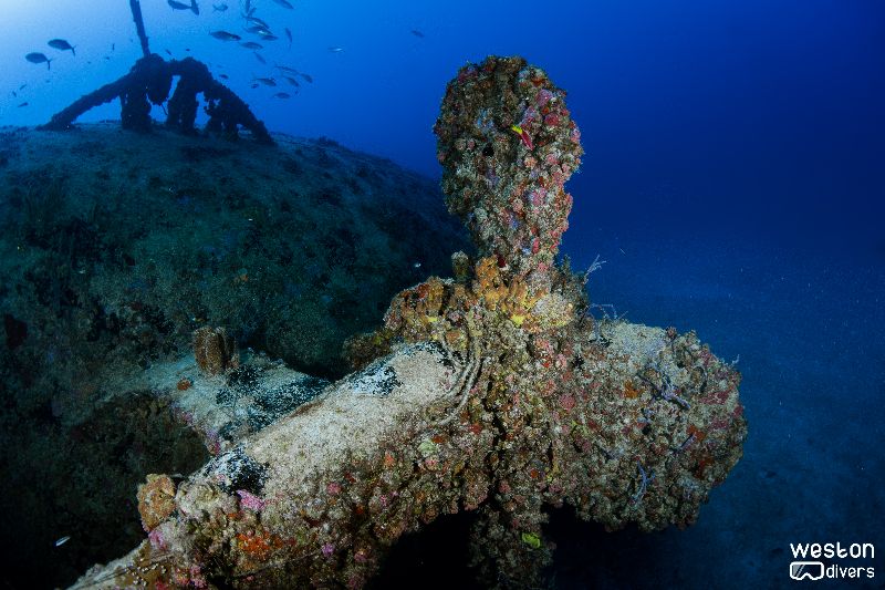 Bibb - Another view of the propeller