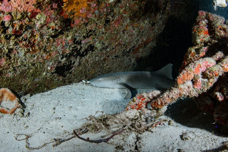 Bibb - A nurse shark rests in the sand near the wreck