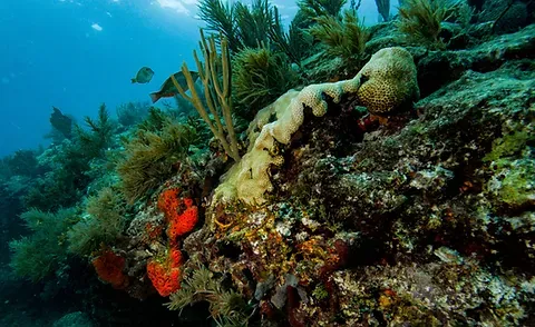Pickles - Typical coral formations for the Florida Keys