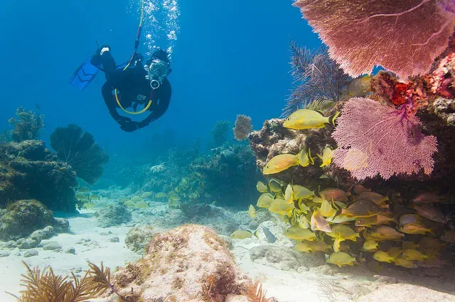 Snapper Ledge - This shallow reef has tons of marine life