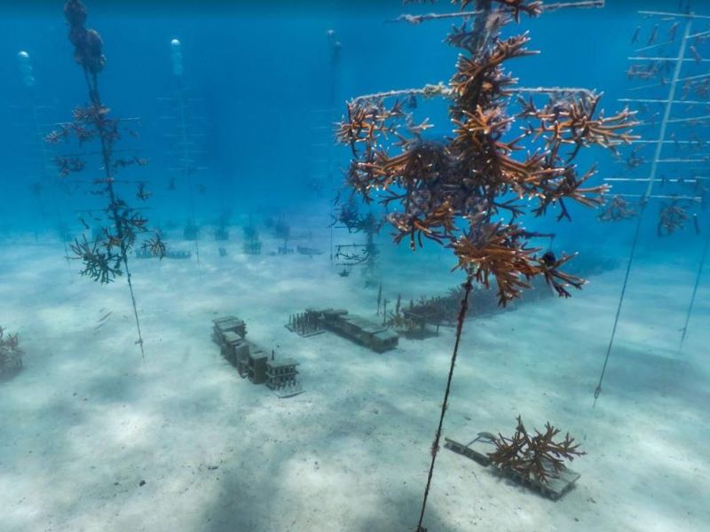 Snapper Ledge - This site is a nursery for elk horn corals