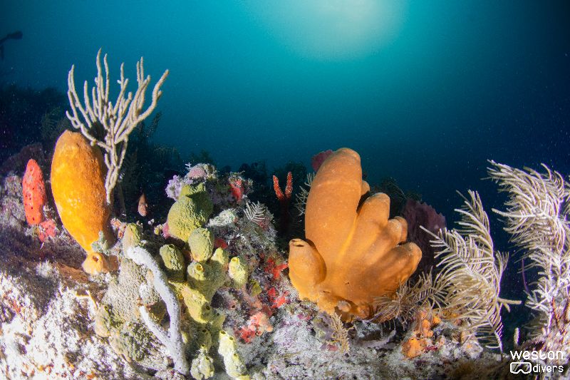 Conch Wall - The wall is full of sponges