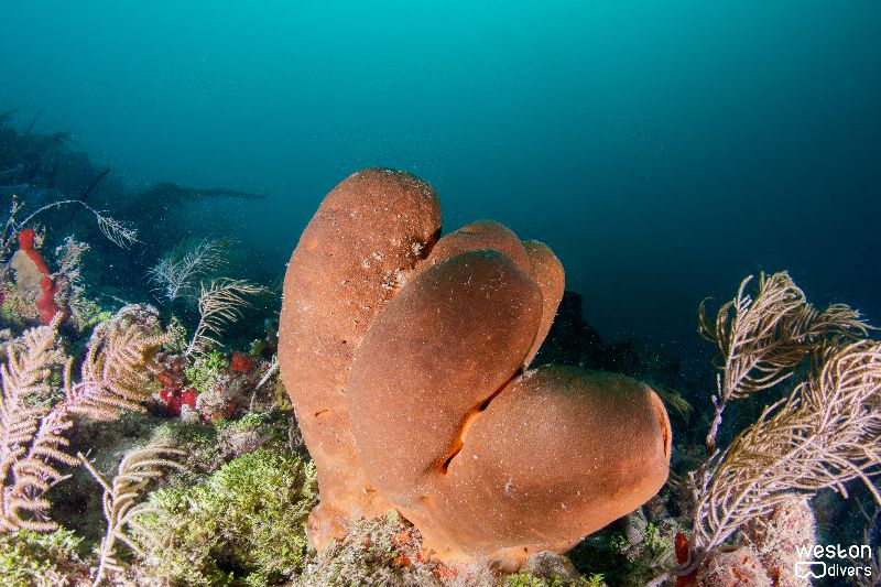 Conch Wall - The slop on the wall is pretty steep