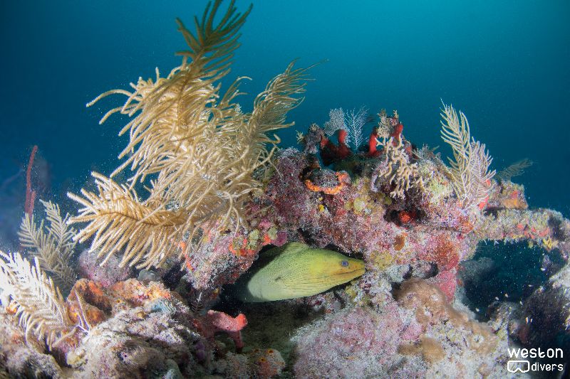 Conch Wall - A moray eel is in alert