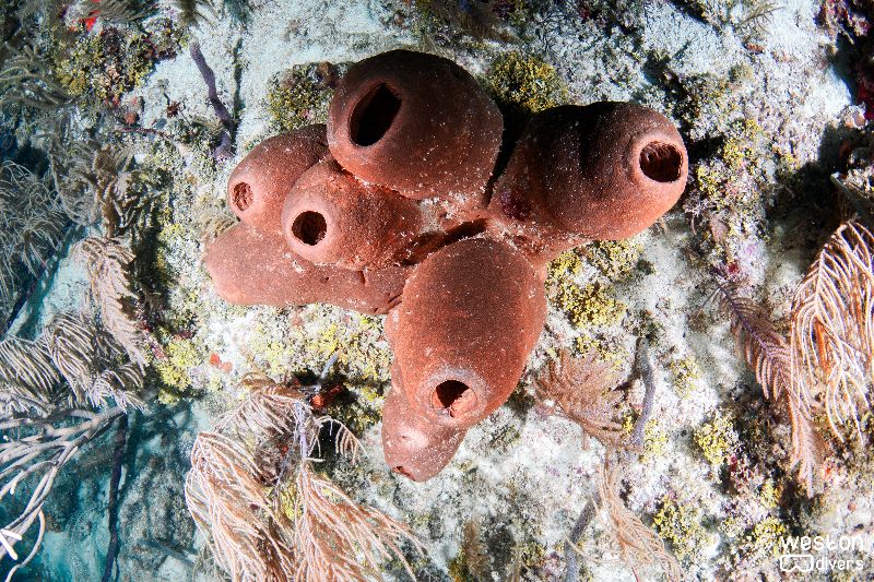 Conch Wall - A sponge growing on the slope