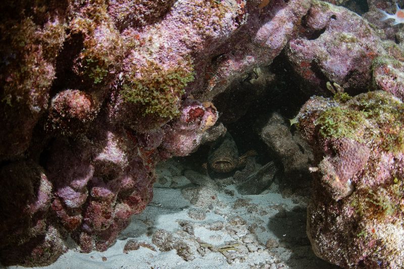Conch Wall - A juvenile goliath grouper hides under the ledge