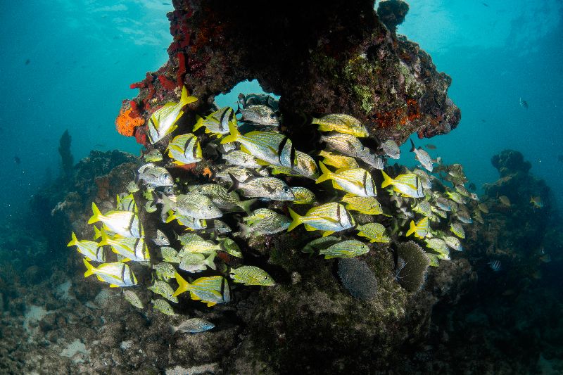 Conch Wall - It's common to find schools of fish in the shallow reefs