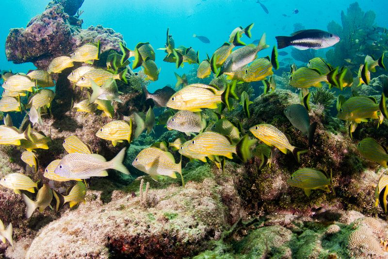 Conch Wall - A school of grunts blending with the environment