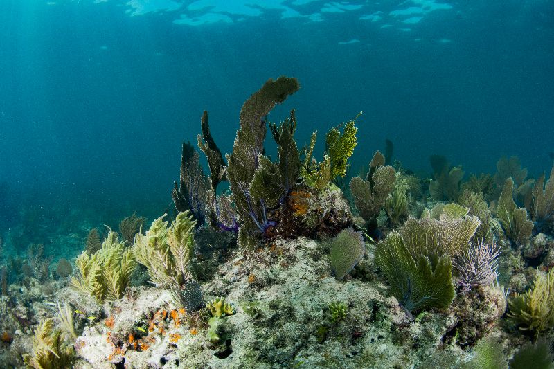 Conch Wall - Soft corals dance with the surge in the shallow reefs