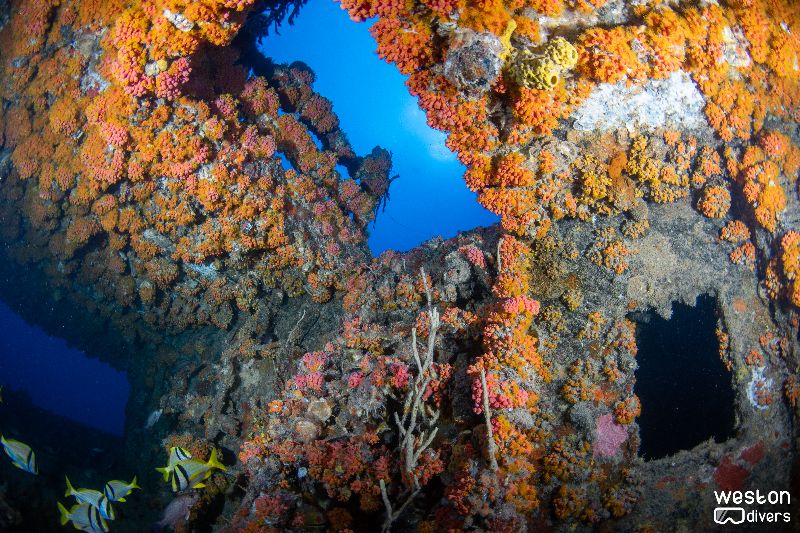 Miller Lite - Corals have colonized most of the wreck