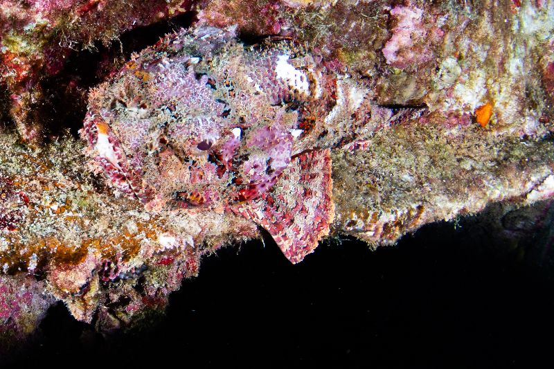Captain Dan - A scorpion fish waits for her next pray