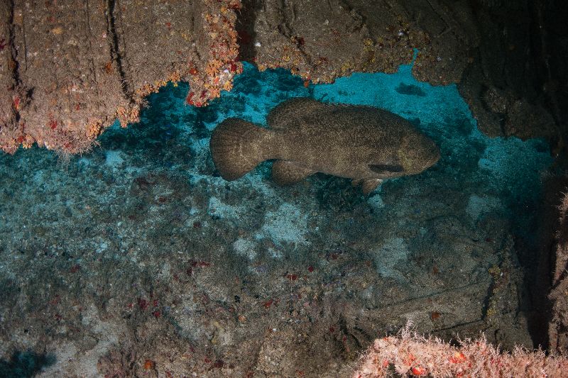 Captain Dan - A goliath grouper may have not been expecting visitors