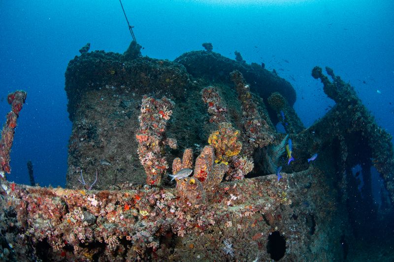 Captain Dan - The wheelhouse is now fully colonized by corals