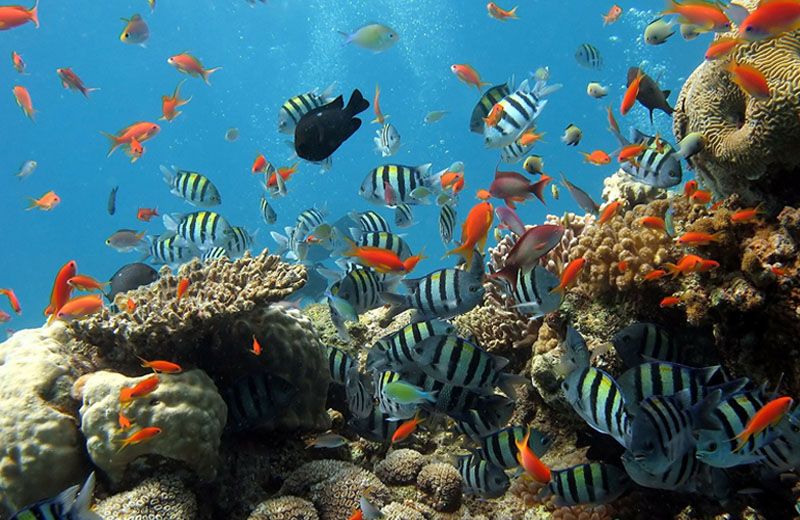Shallow Reef FL Keys - School of sargent majors
