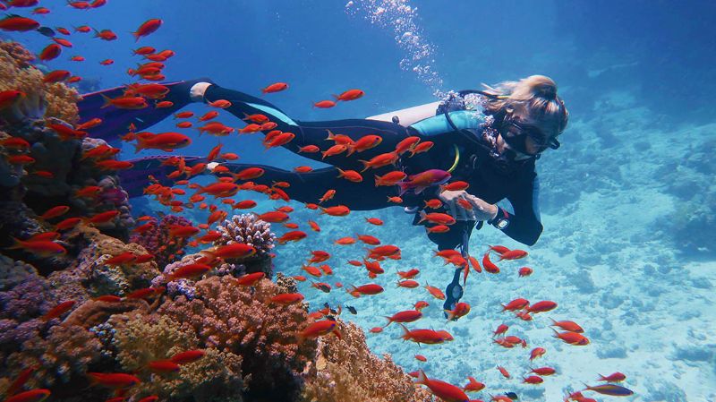 Shallow Reef FL Keys - A dive checks in the living coral