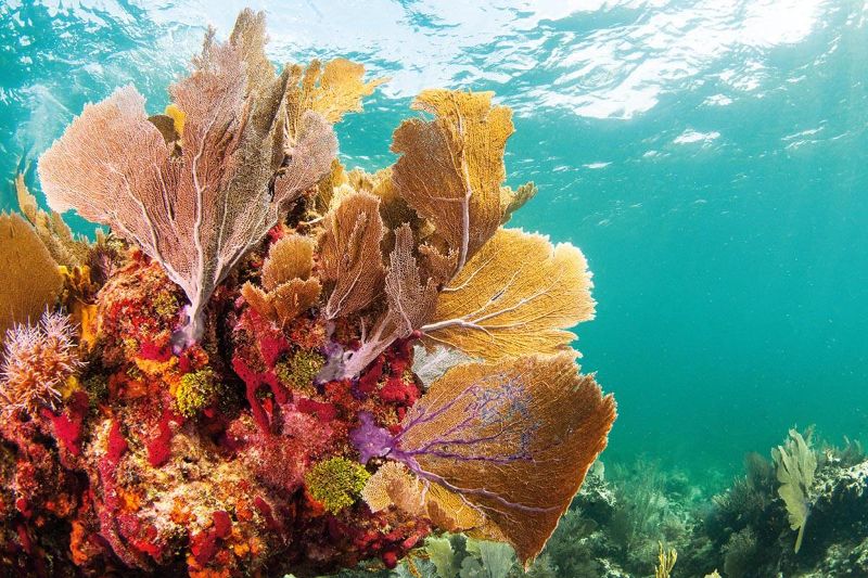 Shallow Reef FL Keys - Fan corals are very common in shallow reefs