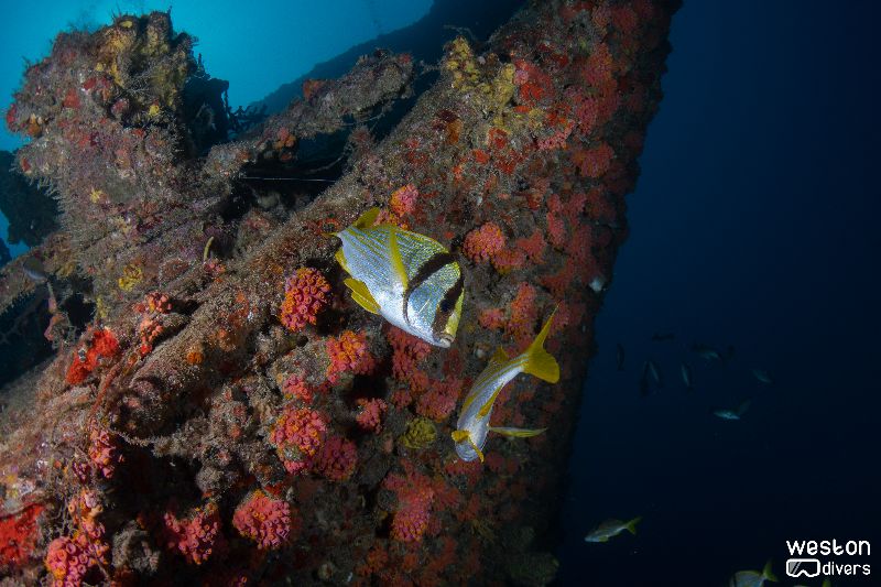 Rodeo 25 - Given the time it's been underwater, the wreck is fully colonized