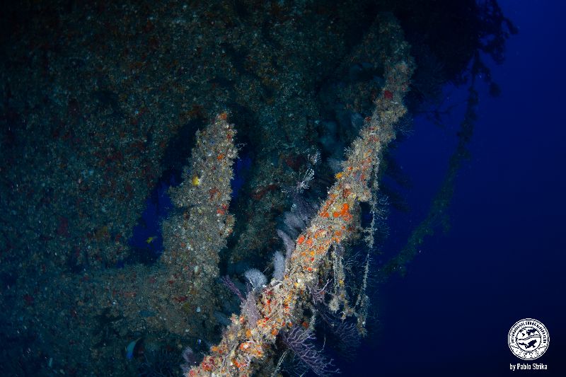 Sucre - Not only corals colonized the wreck but also fishing lines. Be mindful of your surroundings