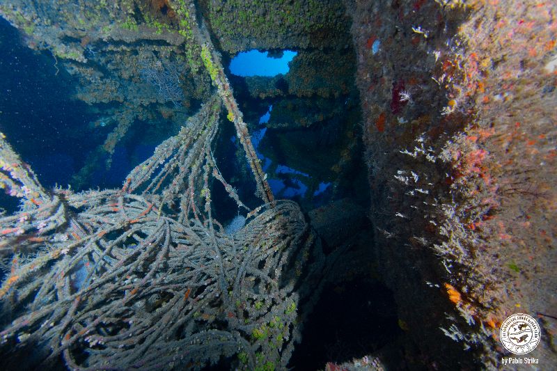 Ande - Corals have colonized this wreck many years ago