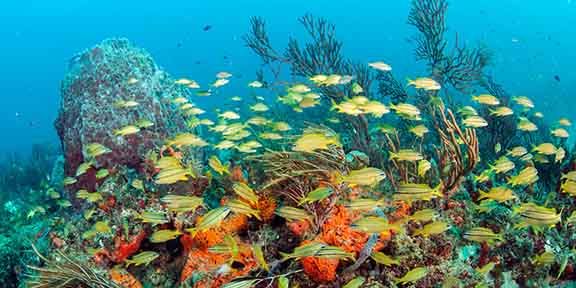 Horseshoe - Schools of grunts and barrel sponges claim this site home.