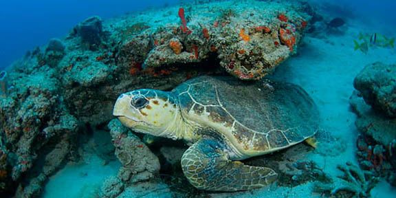 Casino - Turtles frequently spend quite time in thes area