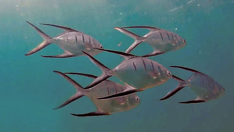 Ocean Reef Park - Marine life is this shallow site is impressive