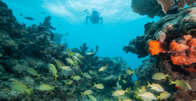 Ocean Reef Park - Coral formations share the environment wiht juvenile fish
