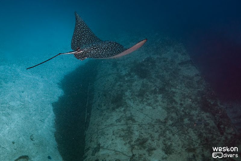 Doc De Milly - Eagle rays are residents in this site